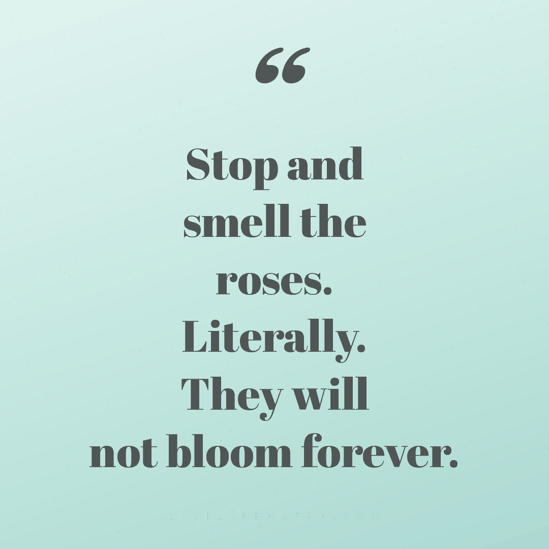Stop and smell the roses. Literally. They will not b... — Author Unknown